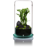 DOOA CELL (glass pot)