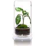 DOOA CELL (glass pot)