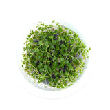 Close-up of peperomia emarginella in a cup