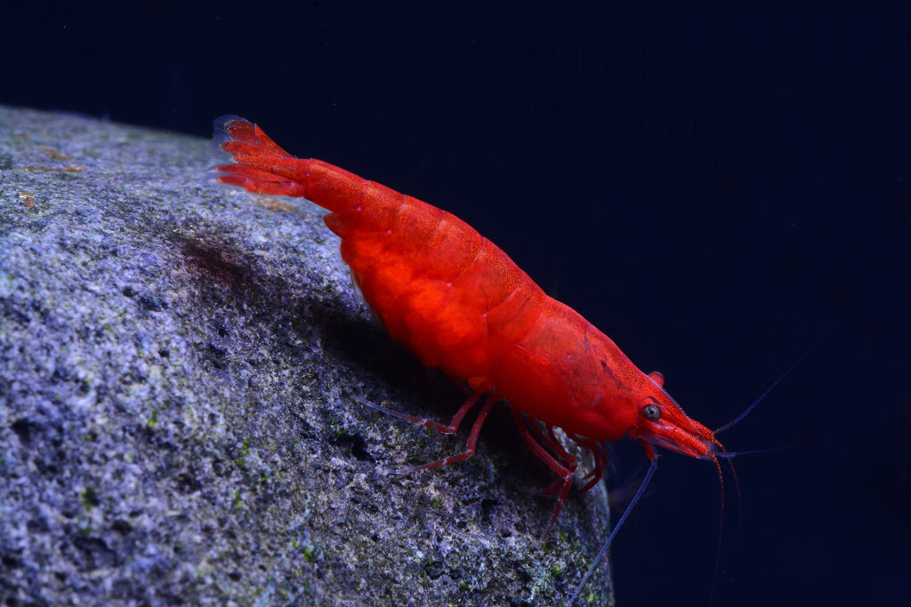Freshwater Fire Shrimp