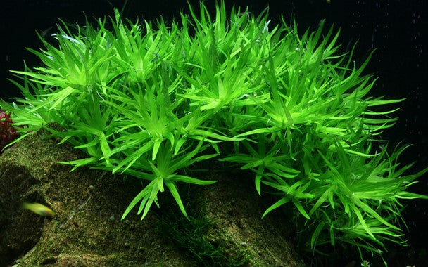 Tropica Aquarium Plants:  Heteranthera Zosterifolia (TC)  Tropica 1-2-Grow!