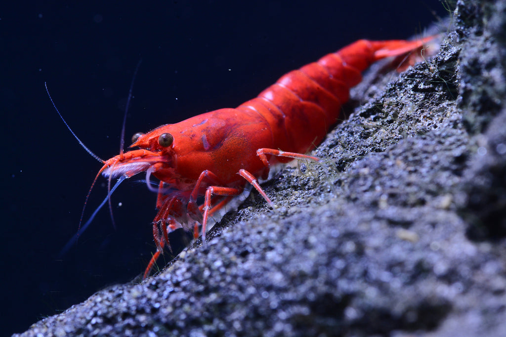 Fire Red Shrimp (Neocaridina Davidi)