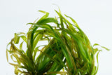 Tropica Aquarium Plants: Blyxa (TC)  Tropica 1-2-Grow!