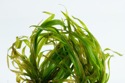 Tropica Aquarium Plants: Blyxa (TC) Tropica 1-2-Grow! – Aqua Forest Aquarium