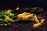 Golden Back Shrimp (Neocaridina Davidi)