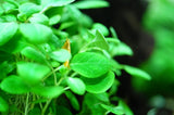 Tropica Aquarium Plants: Lobelia cardinalis 'Mini' (TC)  Tropica 1-2-Grow!