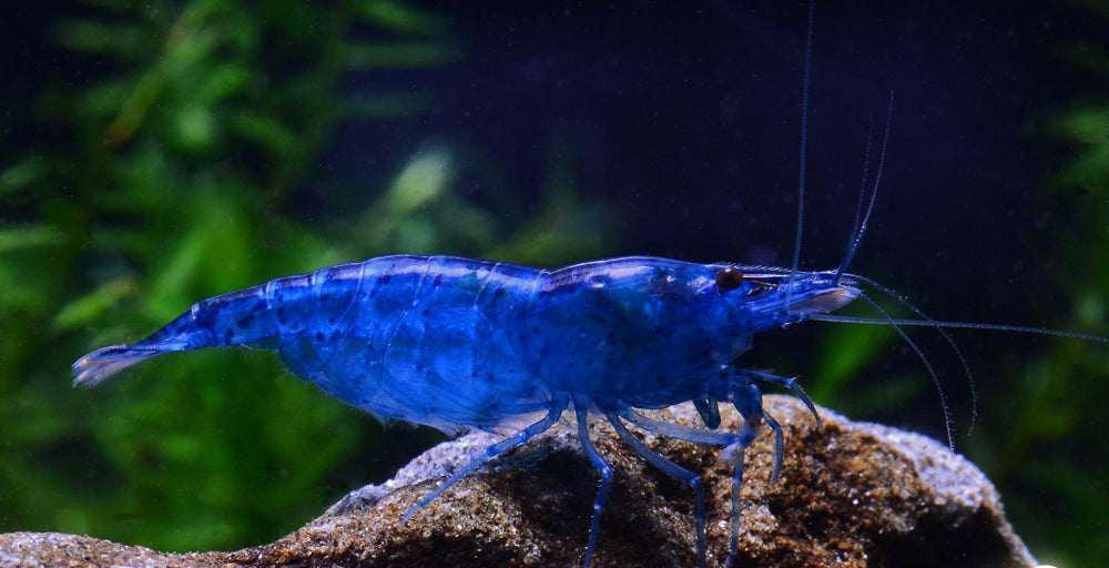 Fantasy blue velvet shrimp (Neocaridina Davidi) – Aqua Forest Aquarium
