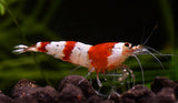 Crystal red shrimp Grade A (Caridina Cantonensis)