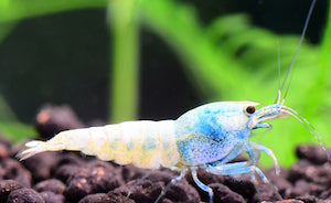 Blue Bolt  Shrimp 