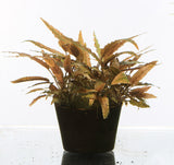 IC090 ADA Tissue Culture - Cryptocoryne Axelrodi (cup size: short)