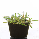 IC091 ADA Tissue Culture  - Cryptocoryne Lucens (cup size: short)