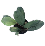 Bucephalandra Green Broadleaf