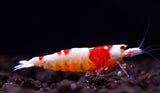 Hinomaru no entry Grade SS shrimp (Caridina Cantonensis)