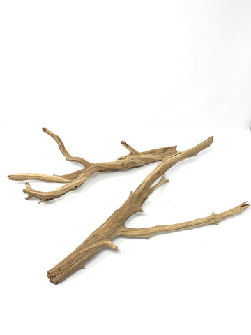 5) 14-20" Ghostwood Branch - GLASS BOX TROPICALS 5) 14-20" Ghostwood Branch - GLASS BOX TROPICALS