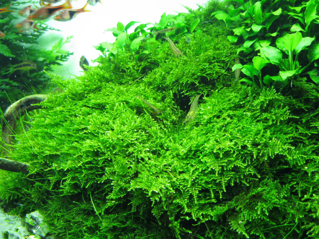 Christmas Moss, Live Aquarium Moss
