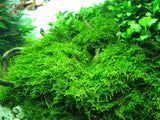 IC809 ADA Tissue Culture Plant - Christmas moss (Vesicularia Montagnei) (cup size: short)