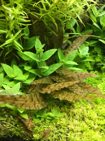 IC090 ADA Tissue Culture Cryptocoryne Axelrodi (cup size: tall)