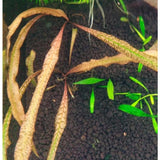 IC198 ADA Tissue Culture  Cryptocoryne spiralis 'tiger' (cup size: tall)