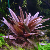 IC185 Tissue Culture  - Cryptocoryne Wendtii "Pink Panther"