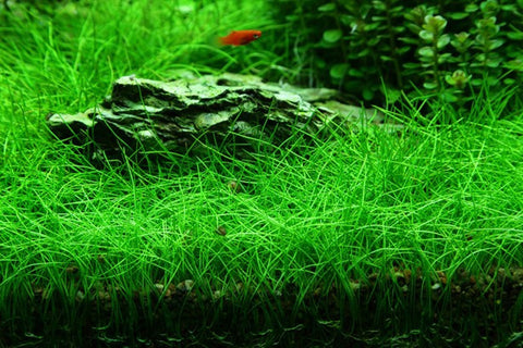 IC027 ADA Tissue Culture Plant Eleocharis acicularis mini  "Japanese Dwarf Hair Grass" (labeled as Eleocharis parvula) (cup size: short)