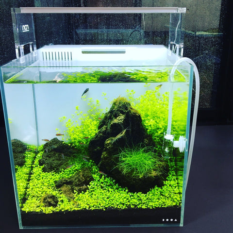 ada dooa システムアクア30 DOOA SYSTEM AQUA 30 – Aqua Forest Aquarium ada dooa システムアクア30 DOOA SYSTEM AQUA 30 – Aqua Forest Aquarium