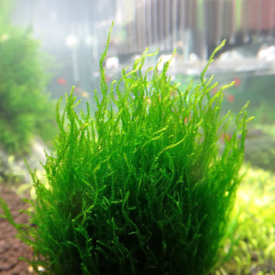 IC 805 Tissue Culture Taxiphyllum sp 'Flame moss'  (sup size: short)