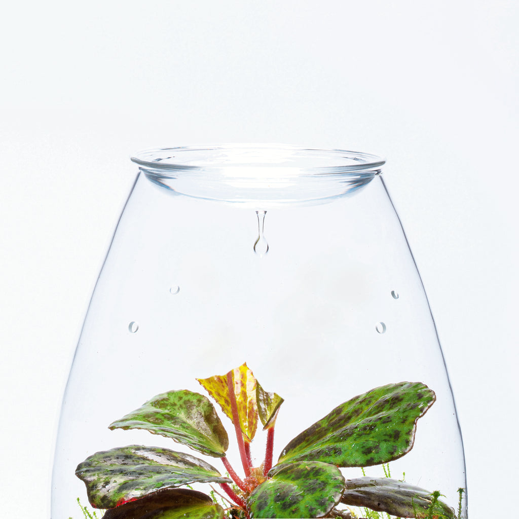 DOOA GLASS POT SHIZUKU – Aqua Forest Aquarium
