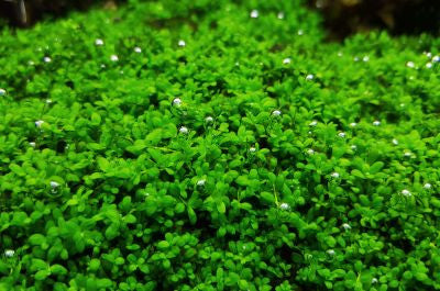 IC008 ADA Tissue Culture Hemianthus Callitricoides (Dwarf Baby tears) (cup size: short)