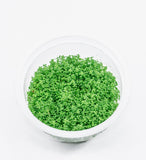 IC008 ADA Tissue Culture - Hemianthus Callitricoides (Dwarf Baby tears) (cup size: short)
