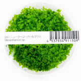 IC029 ADA Tissue Culture Plant - Micranthemum "Monte Carlo" (Labeled as Micranthemum sp.) (cup size: short)