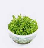 IC011 ADA Tissue Culture  - Rotala rotundifolia green (cup size: short)