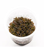 IC043 ADA Tissue Culture  - Rotala sp. "H'Ra"  (cup size: short)
