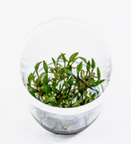 IC091 ADA Tissue Culture  - Cryptocoryne Lucens (cup size: short)
