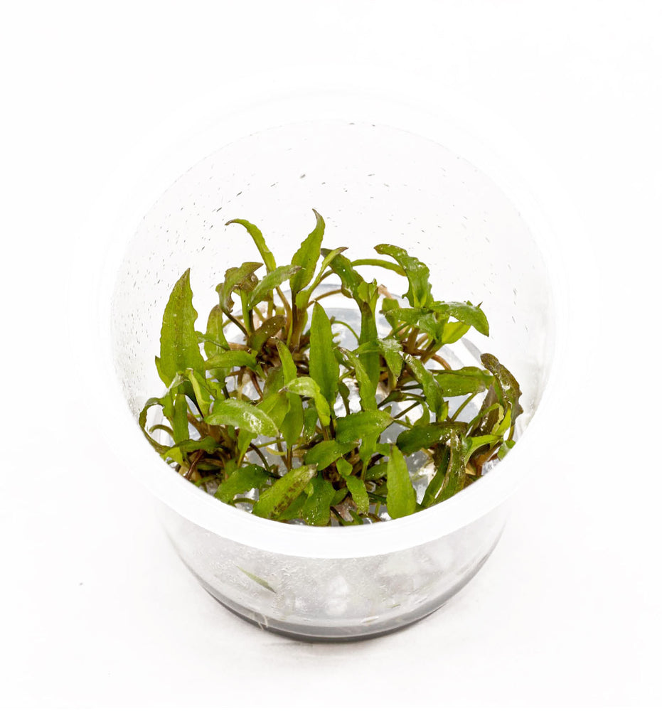 IC092 ADA Tissue Culture  - Cryptocoryne Wendtii "Green"