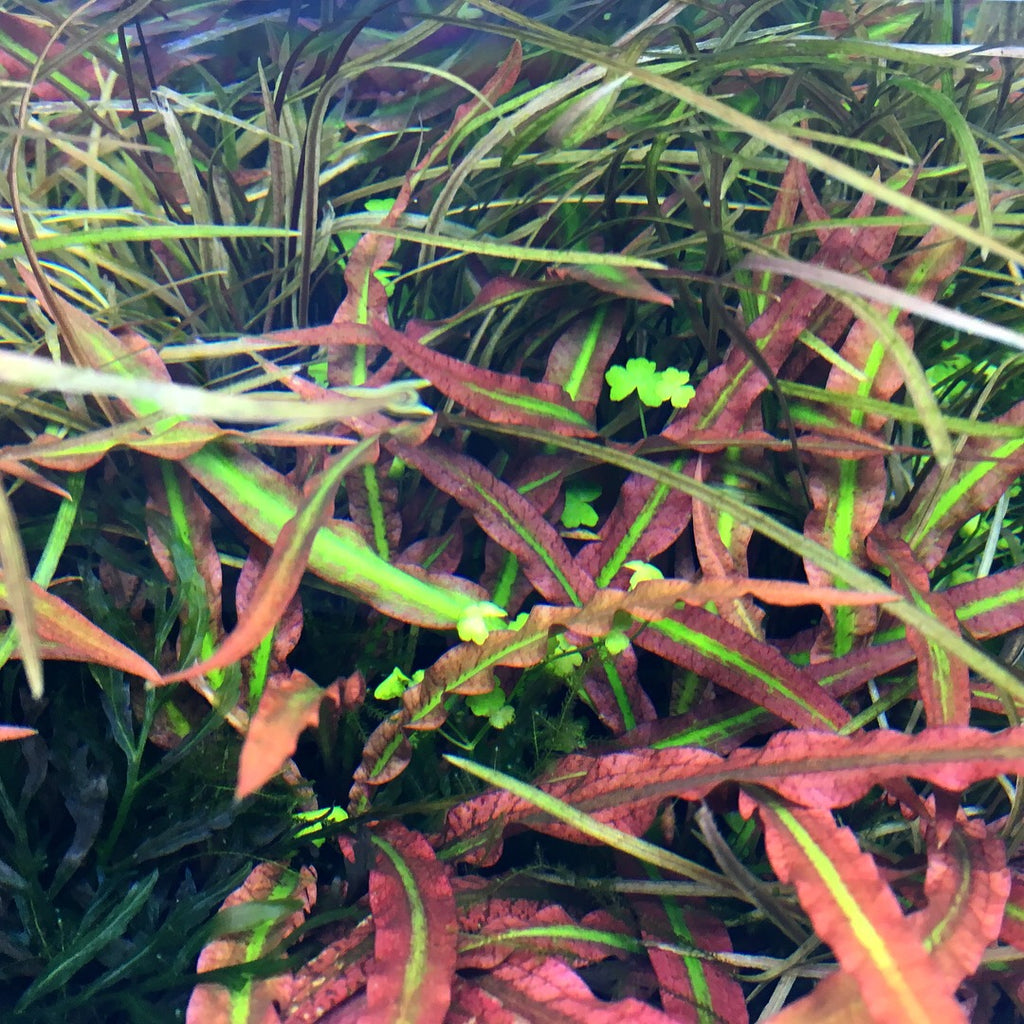 IC198 ADA Tissue Culture  Cryptocoryne spiralis 'tiger' (cup size: tall)