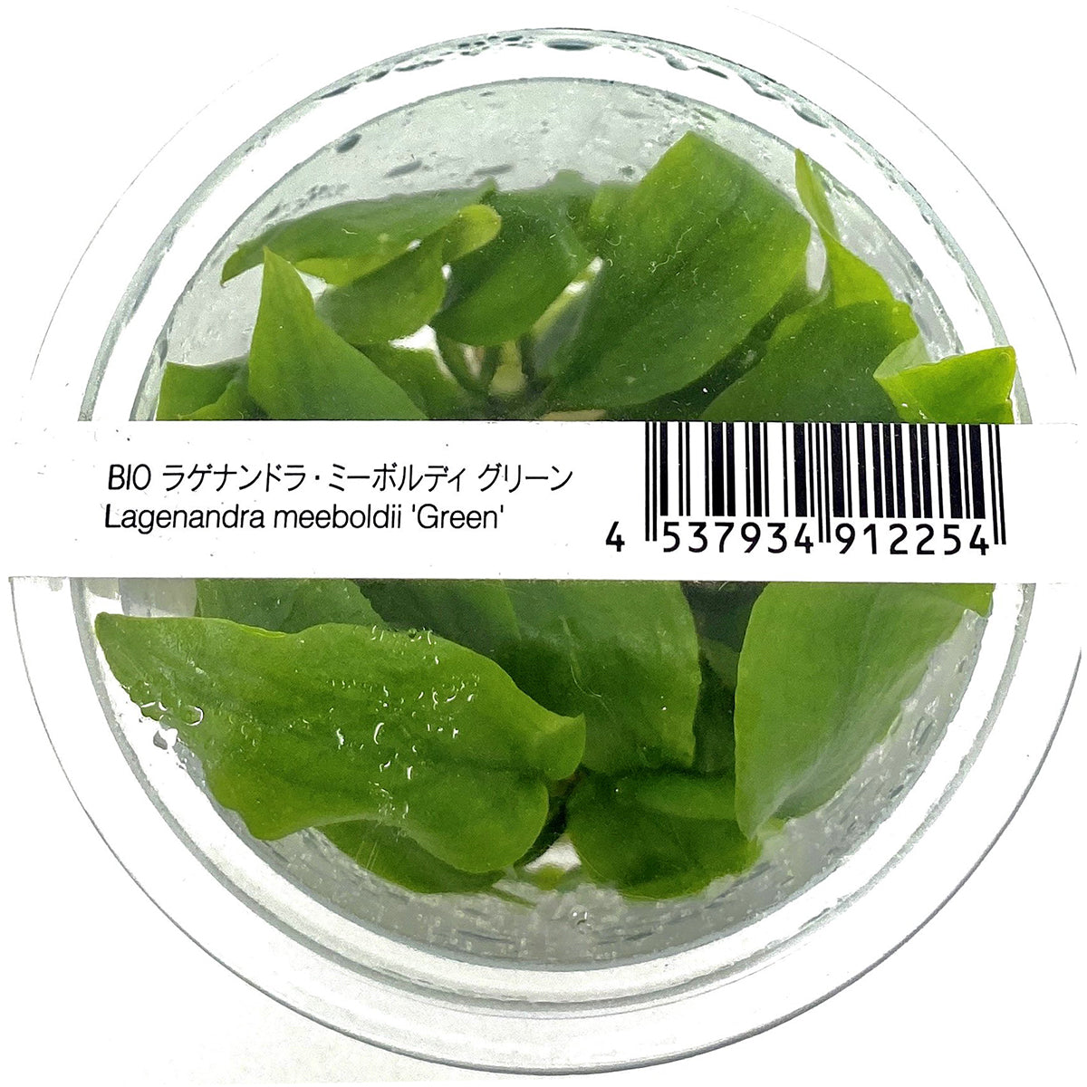 IC216 ADA Tissue Culture - Lagenandra meeboldii 'Green' – Aqua