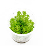 IC450 ADA Tissue Culture - Pogostemon deccanensis  (cup size: tall)