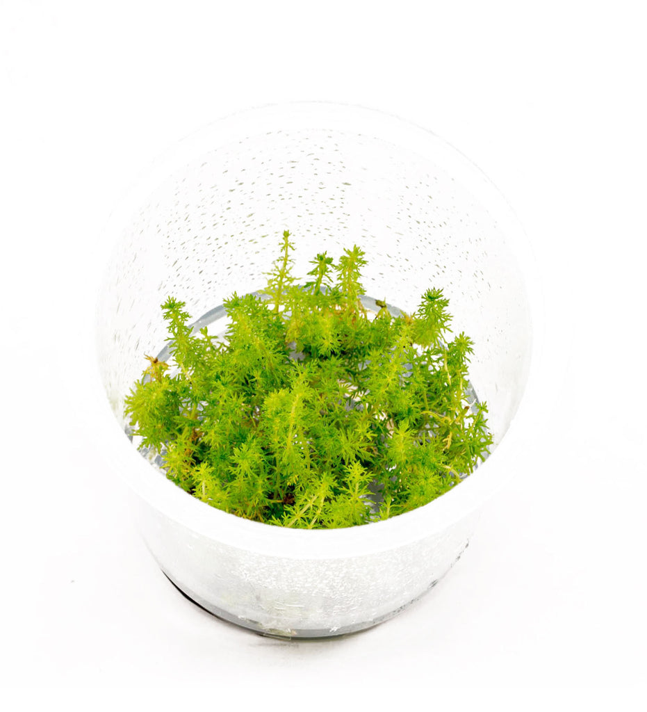 IC452 ADA Tissue Culture - Myriophyllum sp mini guyana (cup size