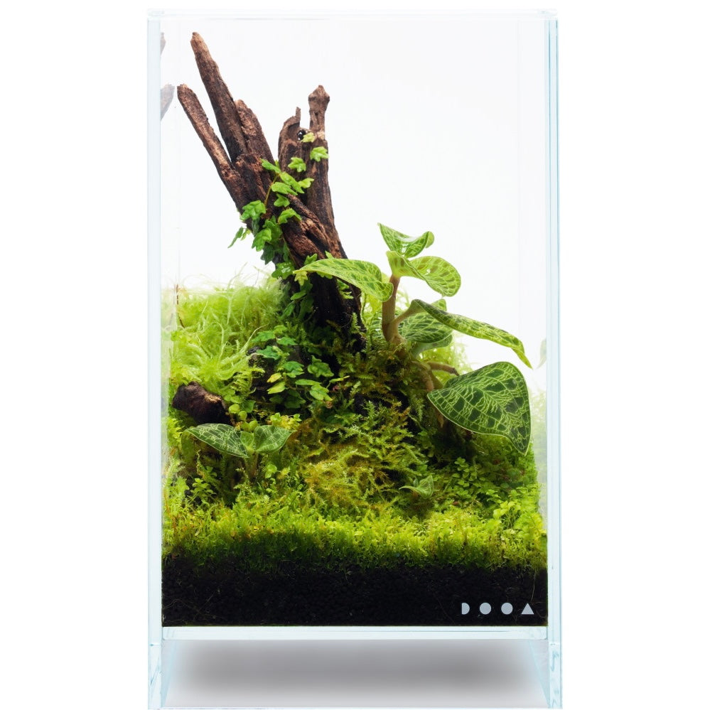 DOOA NEO GLASS AIR W15×D15×H25cm – Aqua Forest Aquarium