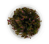 IC443 Tissue Culture  - Rotala rotundifolia 'Blood red'  (cup size: short)