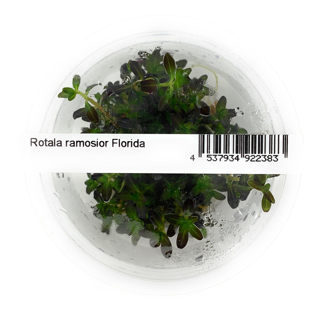 IC465 Tissue Culture  - Rotala ramosior Florida (cup size: short)
