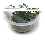 IC465 Tissue Culture  - Rotala ramosior Florida (cup size: short)