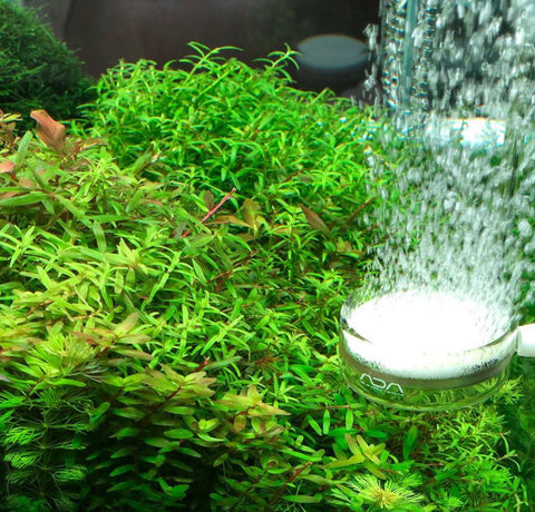 ADA Pollen Glass Beetle – Aqua Forest Aquarium