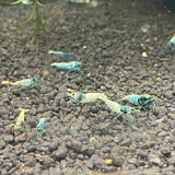Blue Bolt Shrimp Grade A-S (Caridina cantonensis var. 'blue bolt')