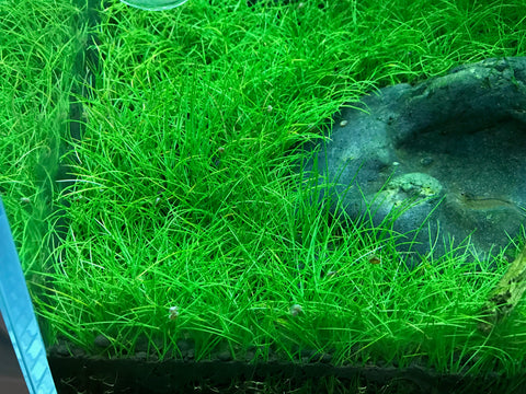 Dwarf Hairgrass Eleocharis Parvula live Aquarium Aquatic Plants