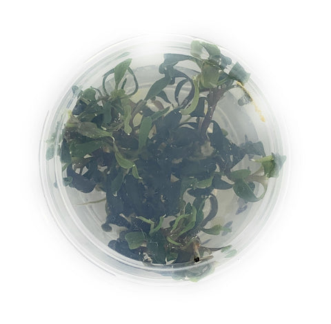 Bucephalandra Kedagang Japan Tissue Culture cup (small)