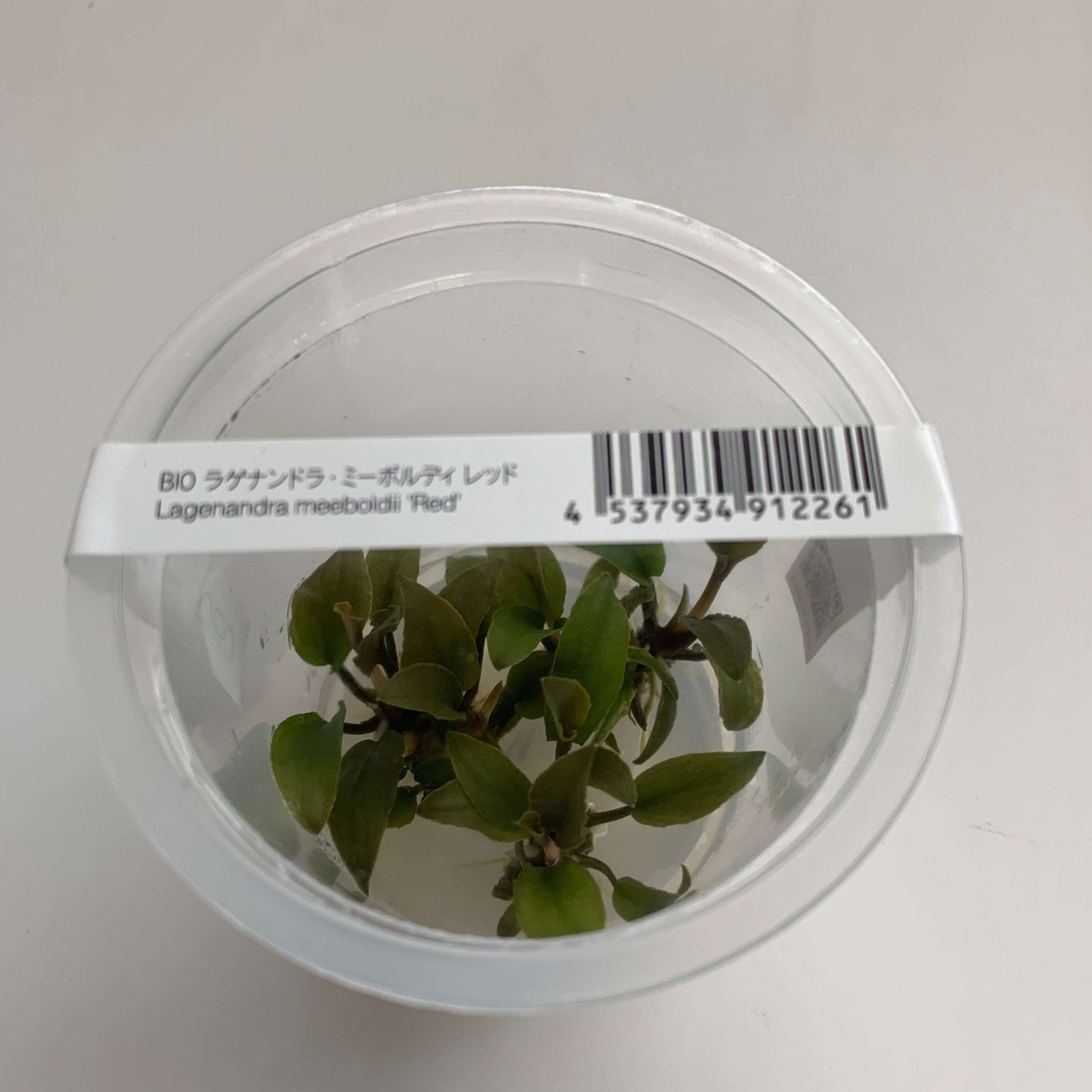 IC217 ADA Tissue Culture - Lagenandra meeboldii 'Red' – Aqua