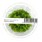 IC432 ADA Tissue Culture - Rotala sp. 'Wayanad' (cup size: tall)