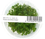 ADA Tissue Culture - Rotala rotundifolia green (cup size: short)