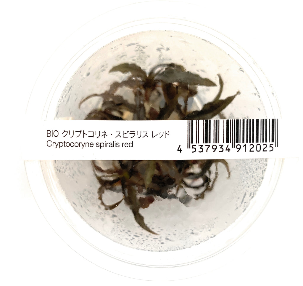 IC195 ADA Tissue Culture - Cryptocoryne spiralis 'red' – Aqua